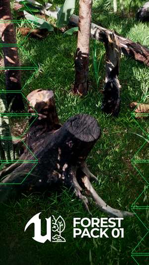 Pack Forest 01
