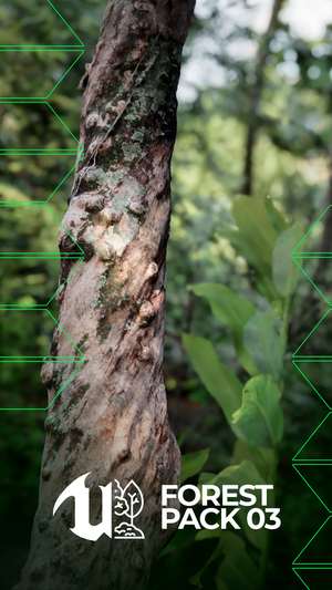 Pack Forest 03